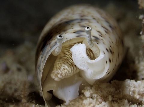 Eyes on you guys!  Cebu,Conch,Malapascua,Philippines,Terebellum Conch,Terebellum terebellum
