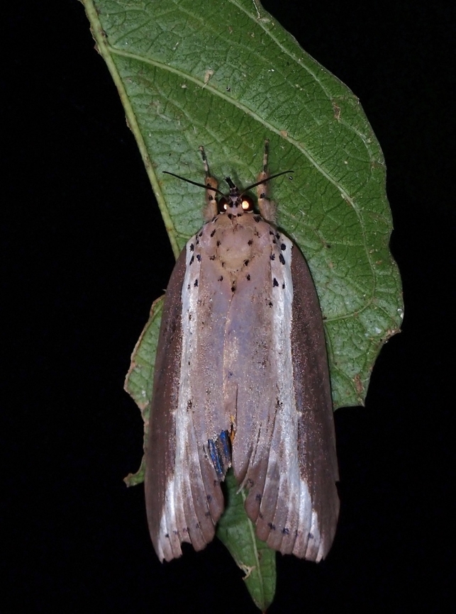 Tufted Moth - Eligma philippinensis  Anilao,Batangas,Eligma philippinensis,Moth,Philippines,Tufted Moth