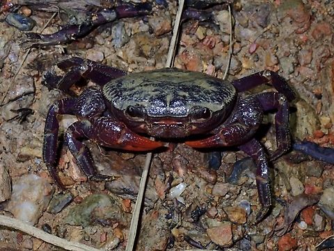 Palawan Purple Crab  Crab,Insulamon palawanense,Palawan,Palawan Purple Crab,Philippines