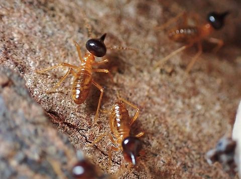 Termite - Lacessititermes ransoneti  Lacessititermes ransoneti,Malaysia,Penang,Termite