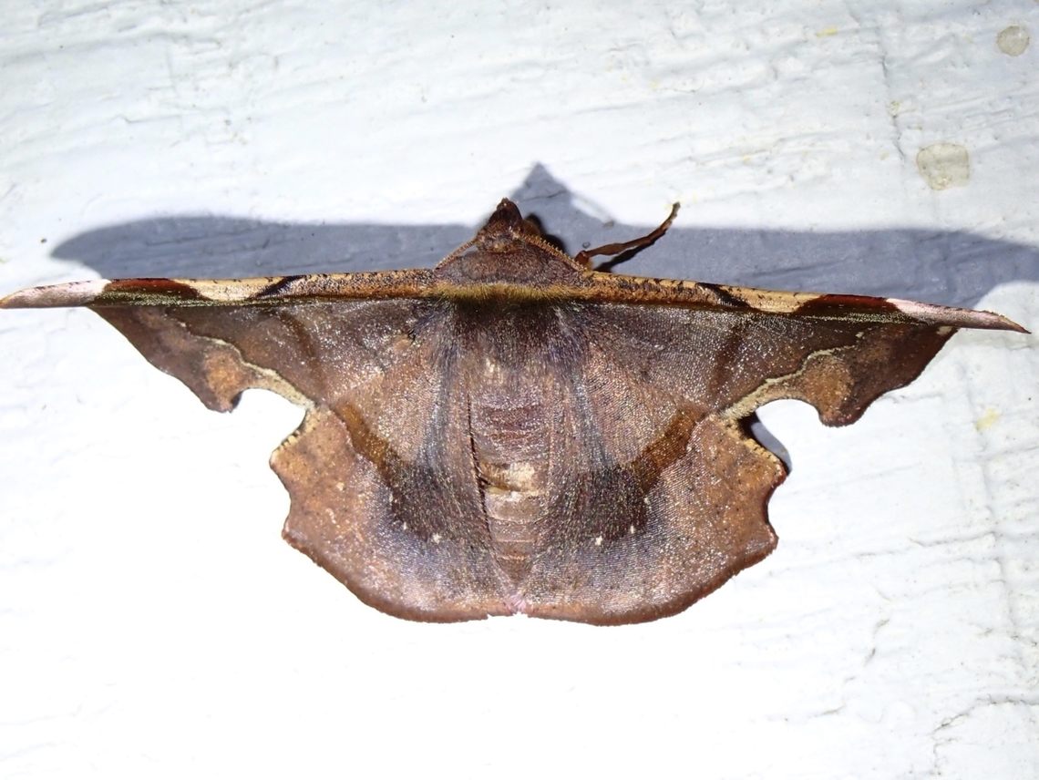 Moth - Fascellina aurifera  Fascellina aurifera,Malaysia,Moth,Pahang