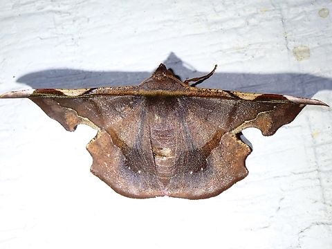 Moth - Fascellina aurifera  Fascellina aurifera,Malaysia,Moth,Pahang