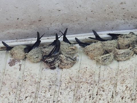 Bird's Nests  Bird,Collocalia affinis,Malaysia,Plume-Toed Swiftlet,Sabah,Swiftlet