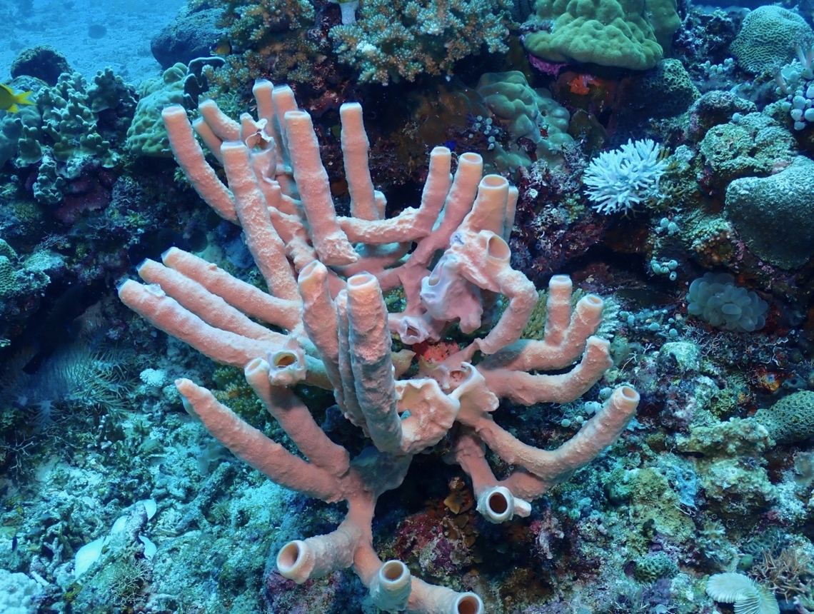Large Tube Sponge - Haliclona fascigera  Cebu,Haliclona fascigera,Malapascua,Philippines,Pink Tube Sponge,Sea Sponge,Tube Sponge