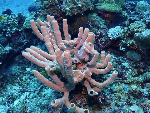 Large Tube Sponge - Haliclona fascigera  Cebu,Haliclona fascigera,Malapascua,Philippines,Pink Tube Sponge,Sea Sponge,Tube Sponge