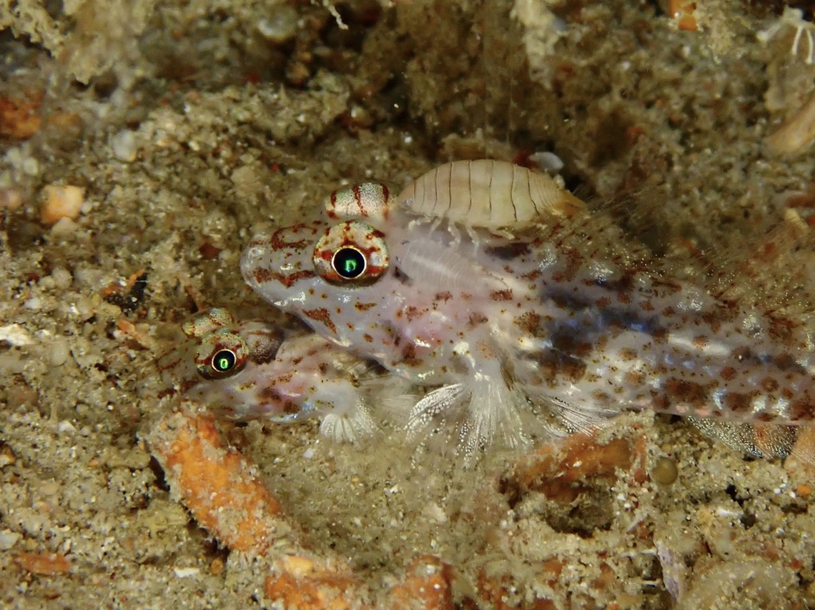 1 or 2 Fish, with Parasite?  Common fusegoby,Fish,Fusigobius neophytus,Goby,Mabul,Malaysia,Neophyte Sandgoby,Sabah,Sandgoby