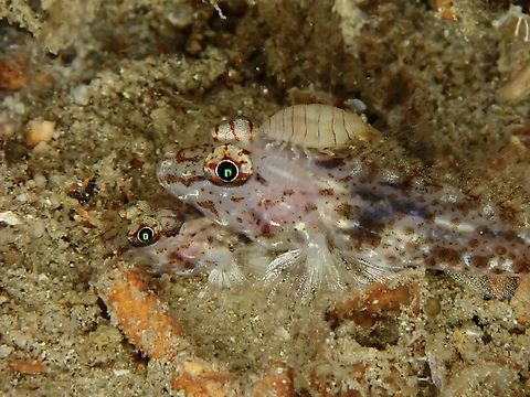 1 or 2 Fish, with Parasite?  Common fusegoby,Fish,Fusigobius neophytus,Goby,Mabul,Malaysia,Neophyte Sandgoby,Sabah,Sandgoby