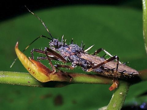Assassin Bug Syberna cf annulata Assassin Bug,Malaysia,Penang,Syberna annulata