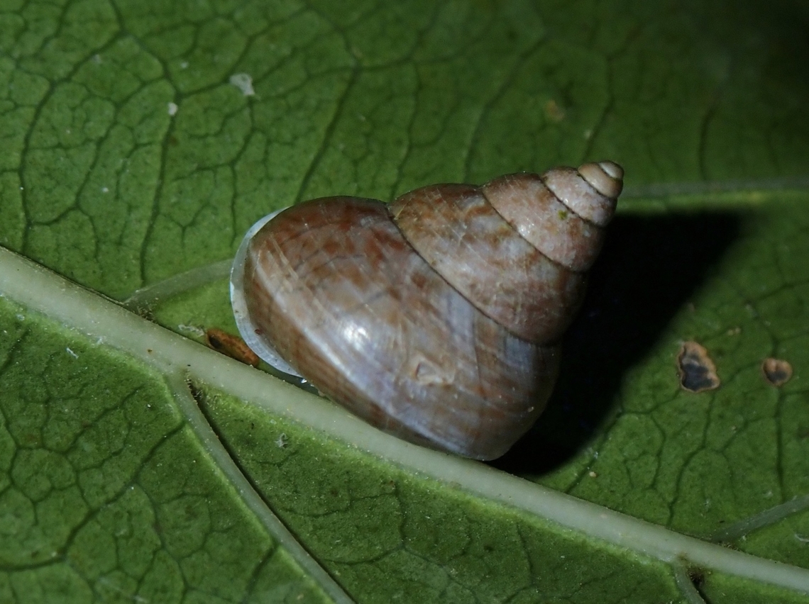 Snail - Leptopoma atricapillum  Coron,Leptopoma atricapillum,Palawan,Philippines,Snail