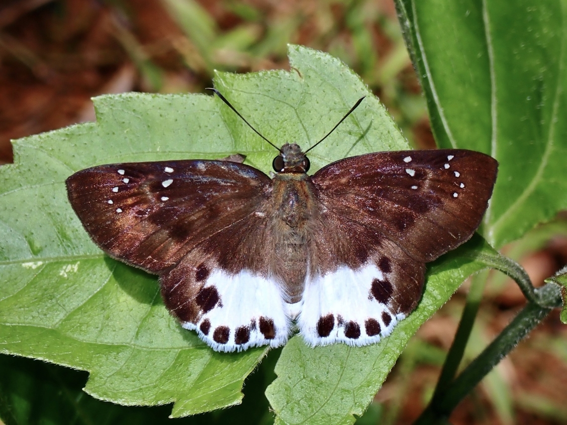 Skipper - Tagiades trebellius  Butterfly,Palawan,Philippines,Skipper,Tagiades trebellius