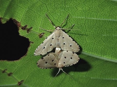 Moth - Metaemene atrigutta  Maddela,Metaemene atrigutta,Moth,Philippines