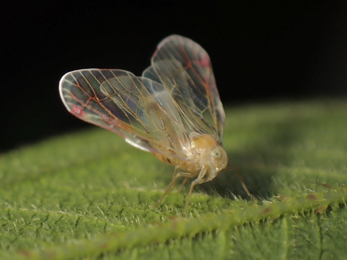 Derbid Planthoppr - Rhotana venosa  Derbid Planthopper,Malaysia,Penang,Planthopper,Rhotana venosa