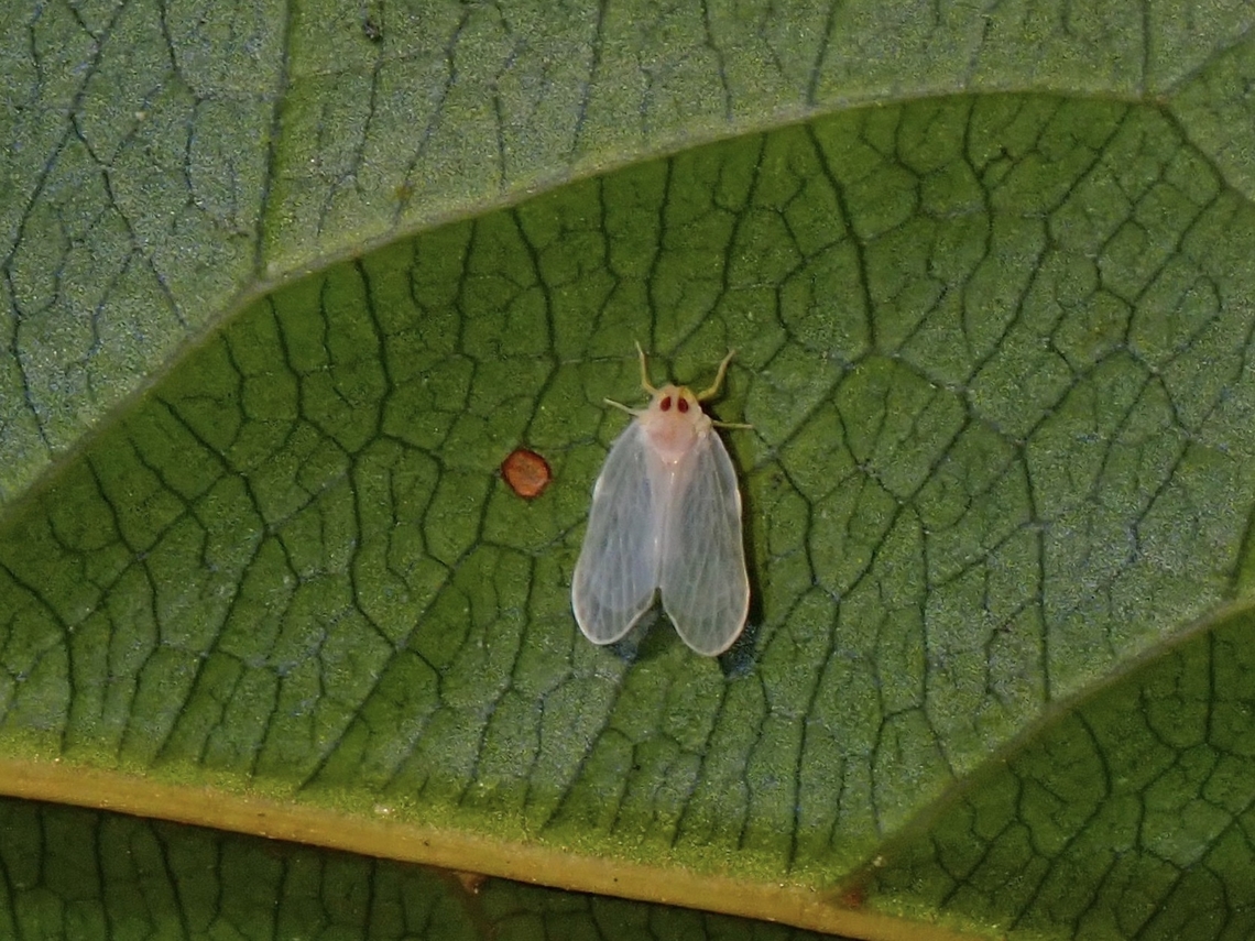 Derbid Planthopper - Dichotropis peregrina  Derbid Planthopper,Dichotropis peregrina,Hopper,Malaysia,Penang,Planthopper