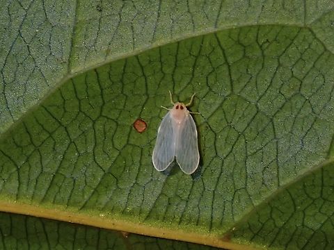Derbid Planthopper - Dichotropis peregrina  Derbid Planthopper,Dichotropis peregrina,Hopper,Malaysia,Penang,Planthopper