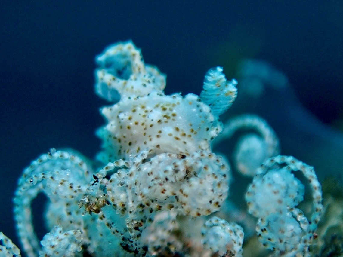 Perfect camouflage! Newly described in 2023.<br />
Not only tiny in size but super camouflage on the hydroid it is feeding on. Bali,Indonesia,Nudibranch,Palio gaeli,Tulamben