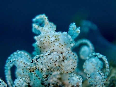 Perfect camouflage! Newly described in 2023.
Not only tiny in size but super camouflage on the hydroid it is feeding on. Bali,Indonesia,Nudibranch,Palio gaeli,Tulamben
