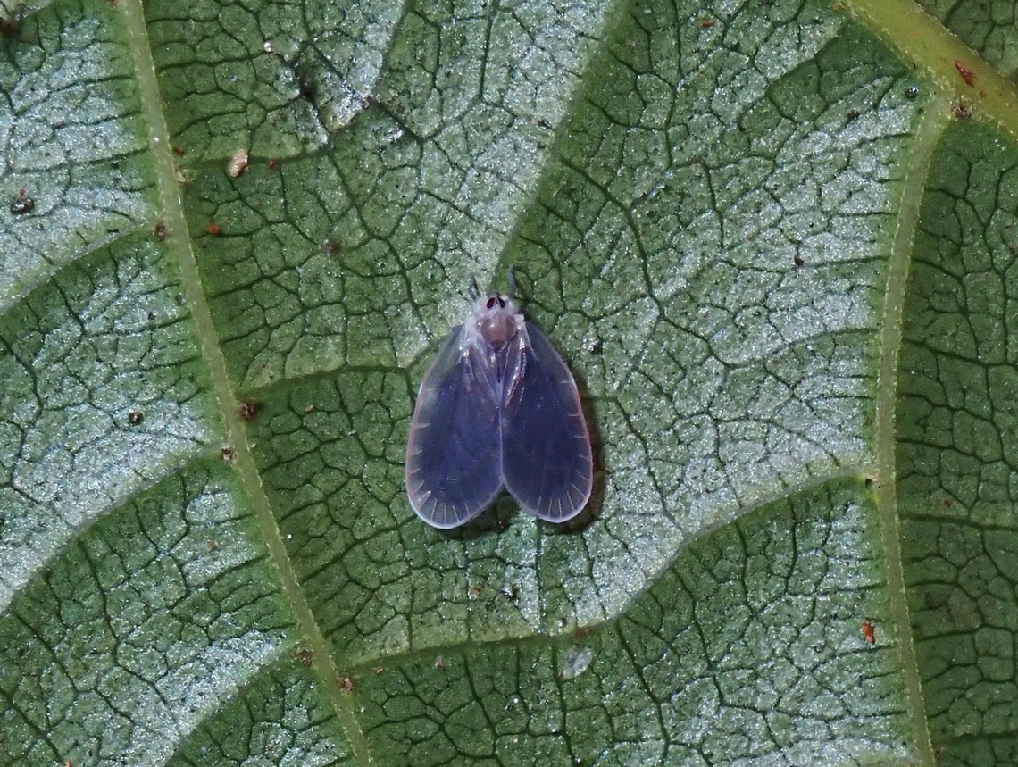 Derbid Planthopper - Alara cornigera  Alara cornigera,Derbid Planthopper,Hopper,Malaysia,Pahang,Planthopper