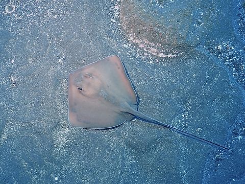 Longtail Stingray - Hypanus longus  Fish,Hypanus longus,Longtail Stingray,Mexico,Stingray
