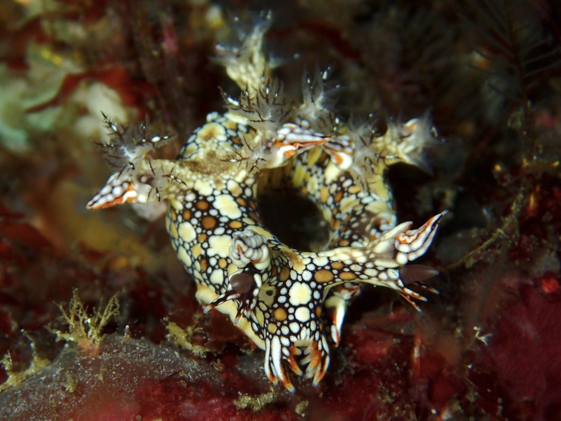 Nudibranch - Bornella anguilla  Bornella anguilla,Mabul,Malaysia,Nudibranch,Sabah