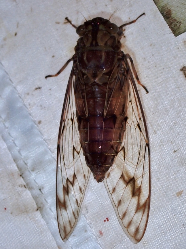 Cicada - Pomponia noramlyi Known for a long time but only described scientifically in 2023 Cicada,Malaysia,Pahang,Pomponia noramlyi