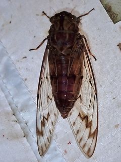 Cicada - Pomponia noramlyi Known for a long time but only described scientifically in 2023 Cicada,Malaysia,Pahang,Pomponia noramlyi