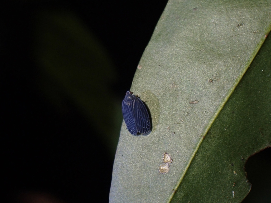 Tiny Hopper Planthopper - Goneokara pullum Goneokara pullum,Hopper,Malaysia,Penang,Planthopper