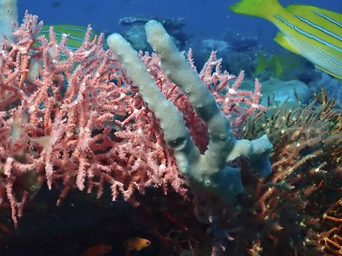 Sea Sponge - Callyspongia biru  Callyspongia biru,Maldives,Sea Sponge
