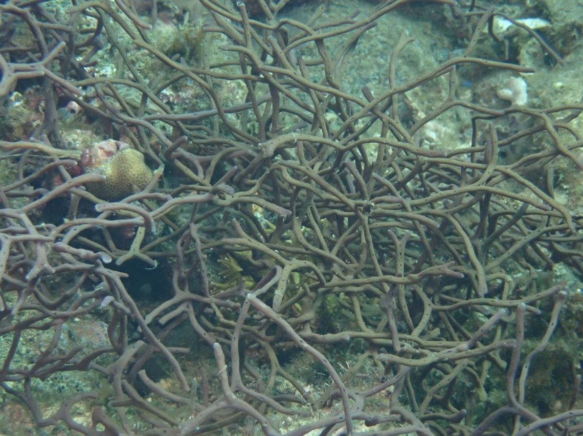 Sea Sponge - Callyspongia samarensis  Anilao,Batangas,Callyspongia samarensis,Philippines,Sea Sponge