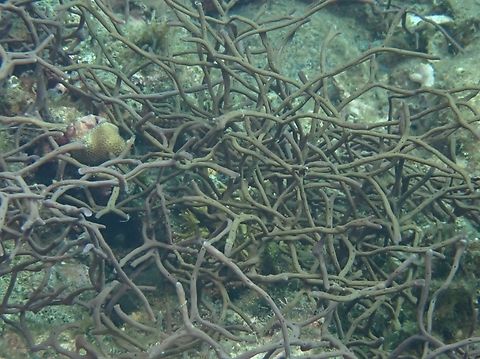 Callyspongia samarensis