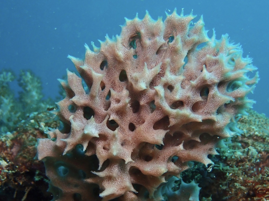 Sea Sponge - Callyspongia joubini  Callyspongia joubini,Mabul,Malaysia,Sabah,Sea Sponge