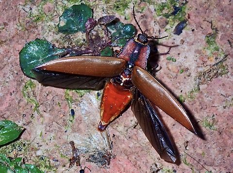 Flasher Click  Beetle,Campsosternus candezei,Click Beetle,Malaysia,Sabah