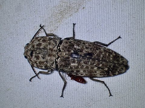 Click Beetle - Cryptalaus nubilus  Beetle,Click Beetle,Cryptalaus nubilus,Malaysia,Sabah