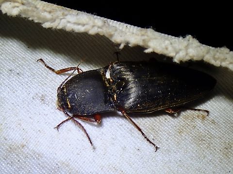 Rare Click! Click Beetle - Lanelater rubiginosus Beetle,Click Beetle,Lanelater rubiginosus,Malaysia,Sabah