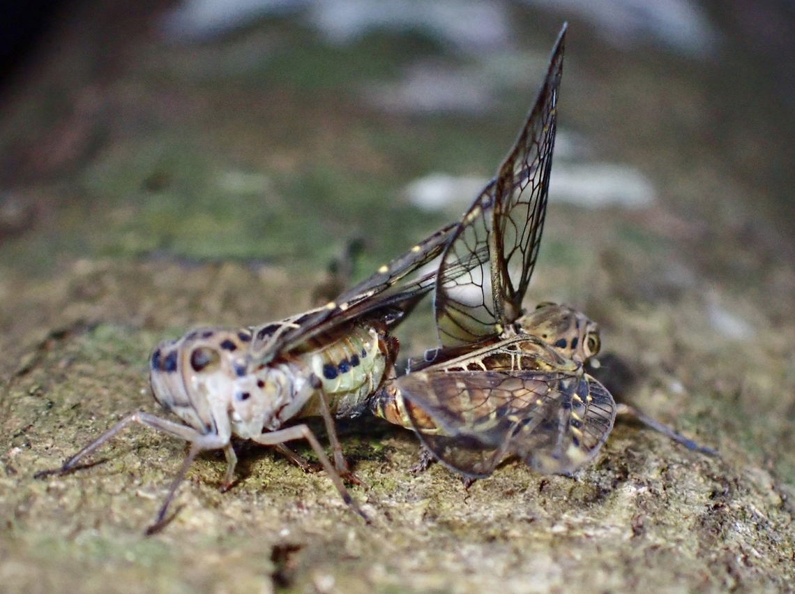 Mating Hoppers Planthopper - Varcia pyramidalis Hopper,Malaysia,Penang,Planthopper,Varcia pyramidalis