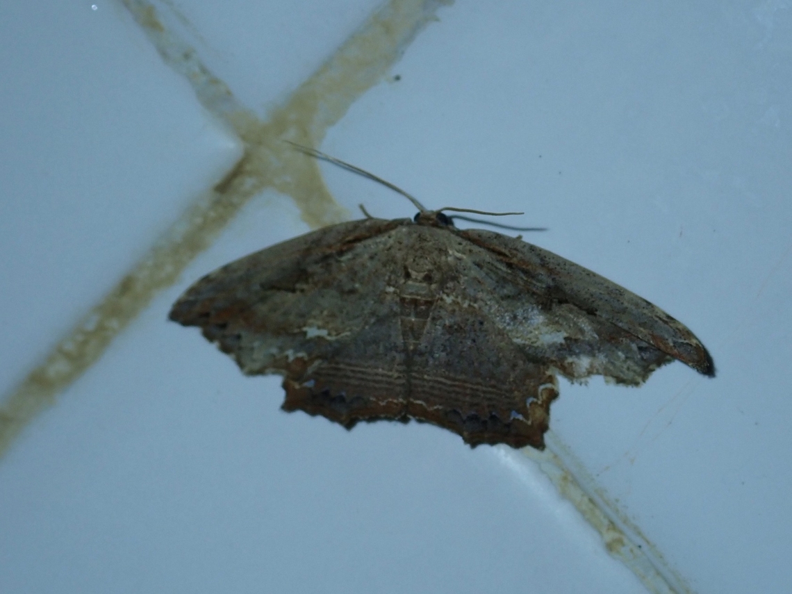 Moth - Pseuderosia desmierdechenoni  Malaysia,Moth,Pseuderosia desmierdechenoni,Sabah
