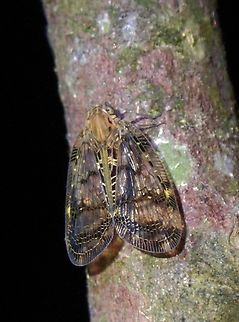 Planthopper - Detya fusconebulosa  Detya fusconebulosa,Hopper,Malaysia,Penang,Planthopper