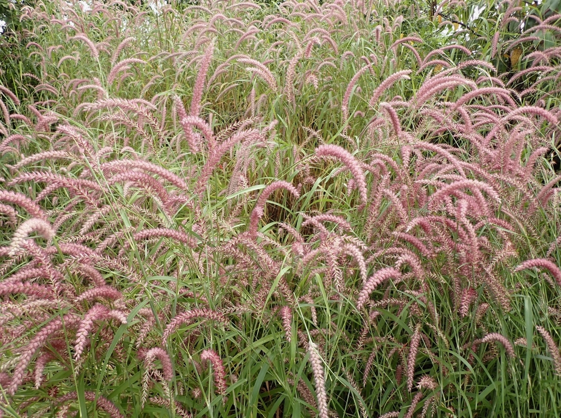 Grasses - Cenchrus pedicellatus  Cenchrus pedicellatus,Grass,Nueva Ecija,Philippines