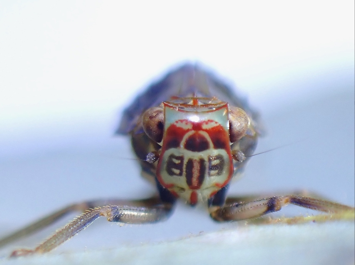 Tropiduchid Planthopper - Isporisella siporensis Tentative ID, Isporisella cf. siporensis<br />
<br />
Possibly the only pic of this species known online. Hopper,Isporisella siporensis,Malaysia,Penang,Planthopper
