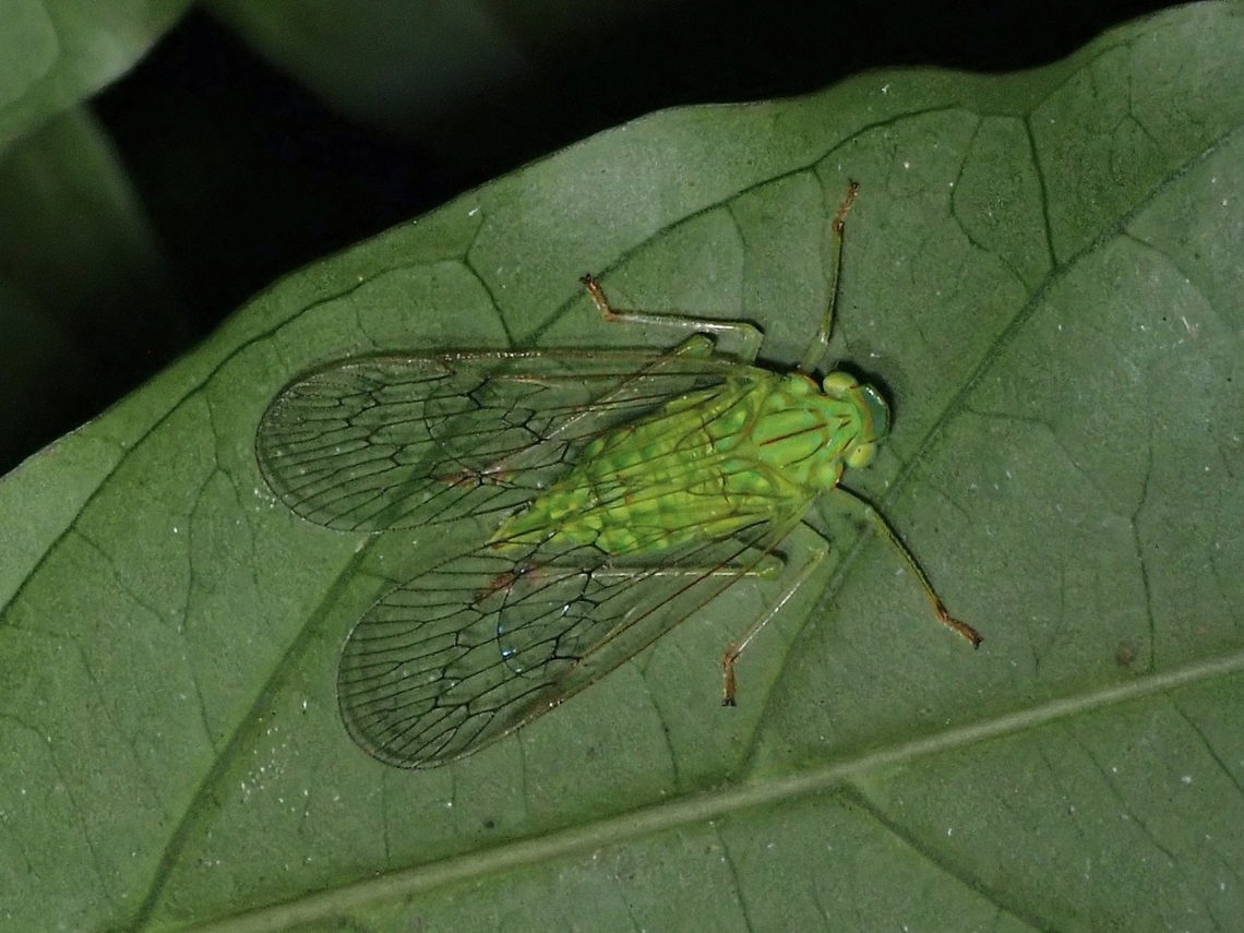 Tropiduchid Planthopper - Leusaba marginalis Tentative ID, Leusaba cf. marginalis Hopper,Leusaba marginalis,Malaysia,Planthopper,Selangor