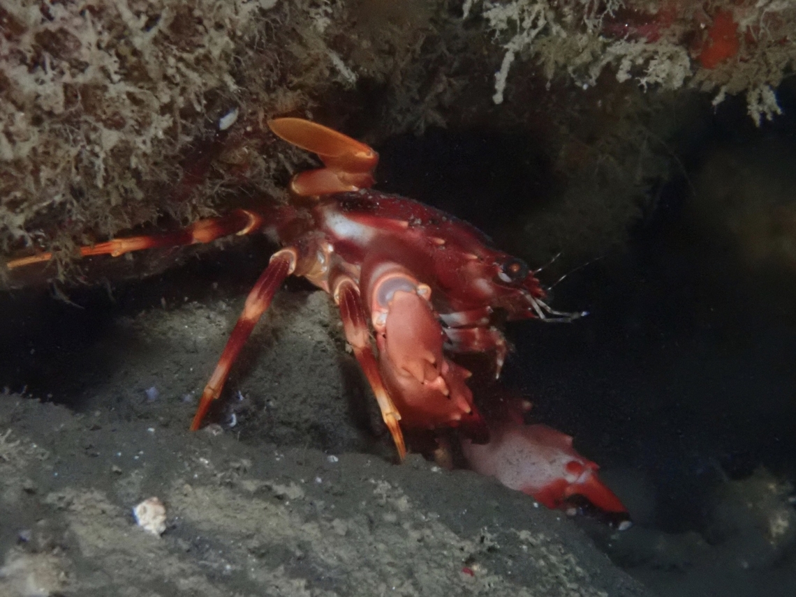 Red Swimming Crab - Gonioinfradens paucidentatus  Anilao,Batangas,Crab,Gonioinfradens paucidentatus,Philippines,Red Swimming Crab,Swimming Crab