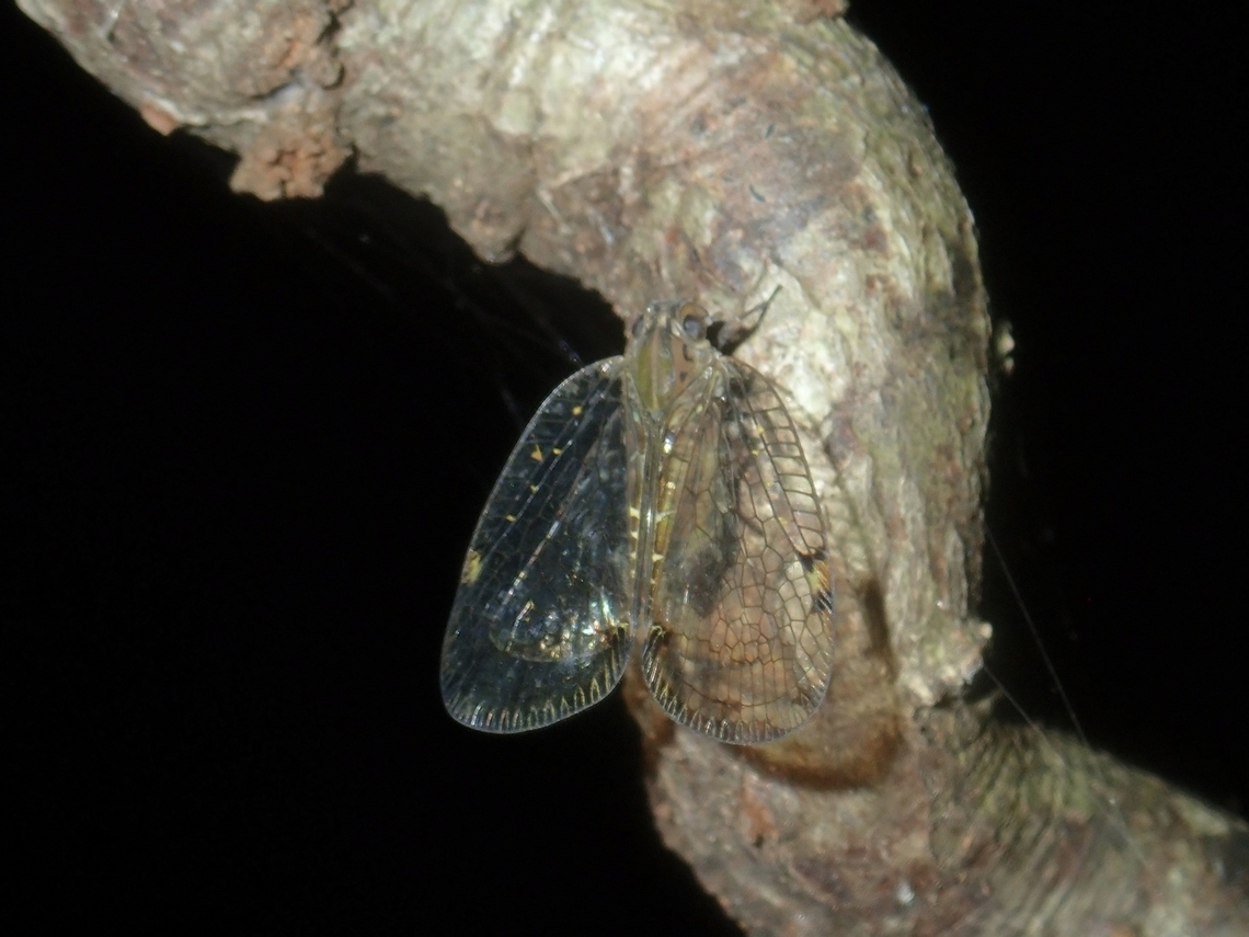 Planthopper - Varcia nigrovittata Tentative ID, Varcia cf. nigrovittata Hopper,Palawan,Philippines,Planthopper,Varcia nigrovittata