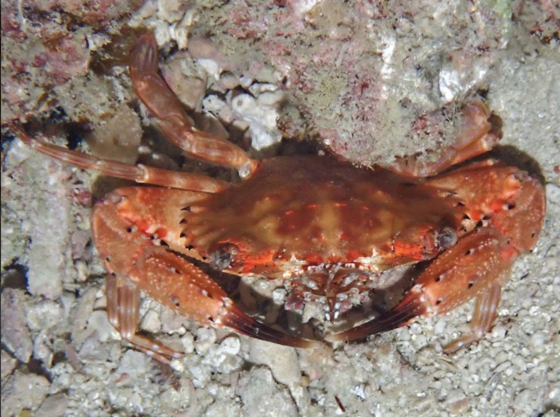 Lost Hawaiian in Philippines! Hawaiian Swimming Crab - Goniosupradens hawaiensis Cebu,Crab,Goniosupradens hawaiensis,Hawaiian Swimming Crab,Malapascua,Philippines,Swimming Crab