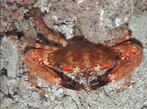 Lost Hawaiian in Philippines! Hawaiian Swimming Crab - Goniosupradens hawaiensis Cebu,Crab,Goniosupradens hawaiensis,Hawaiian Swimming Crab,Malapascua,Philippines,Swimming Crab