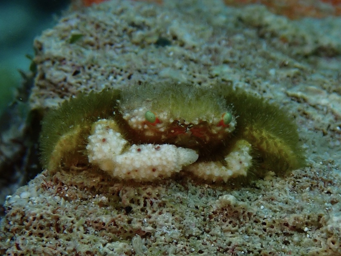 Round Crab - Cymo andreossyi  Anilao,Batangas,Cymo andreossyi,Philippines,Round Crab