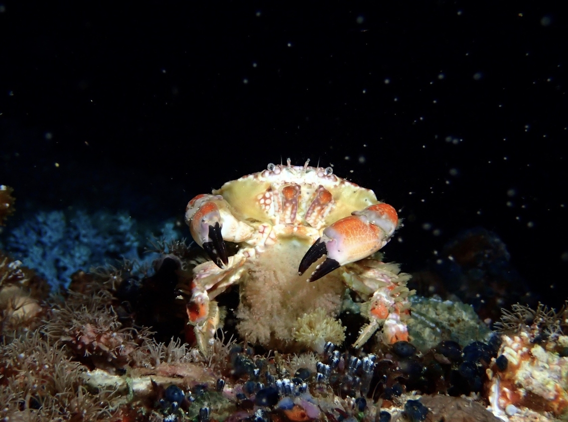 Spawning Round Crab - Lophozozymus pictor Cebu,Crab,Lophozozymus pictor,Malapascua,Philippines,Round Crab