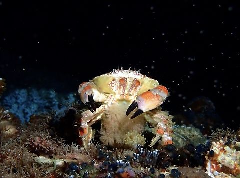 Spawning Round Crab - Lophozozymus pictor Cebu,Crab,Lophozozymus pictor,Malapascua,Philippines,Round Crab