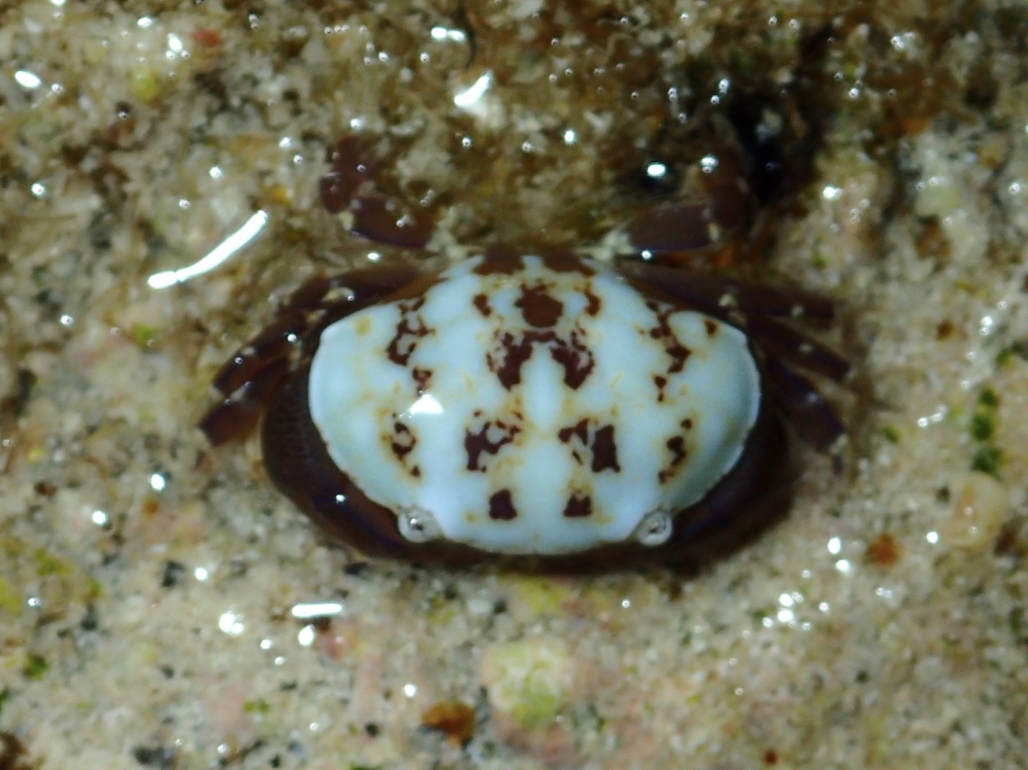 Floral Egg Crab - Atergatis floridus  Atergatis floridus,Cebu,Crab,Egg Crab,Floral Egg Crab,Malapascua,Philippines