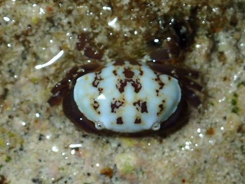 Floral Egg Crab - Atergatis floridus  Atergatis floridus,Cebu,Crab,Egg Crab,Floral Egg Crab,Malapascua,Philippines