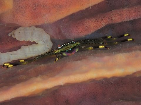 Red-Eyed Flat Crab - Percnon guinotae  Anilao,Batangas,Crab,Flat Crab,Percnon guinotae,Philippines,Red-Eyed Flat Crab,Red-eyed Flat Crab