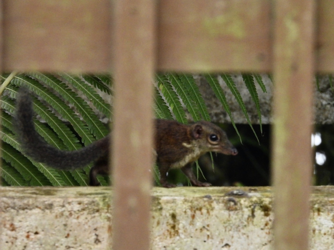 Common Treeshrew - Tupaia glis  Common Treeshrew,Malaysia,Pahang,Treeshrew,Tupaia glis